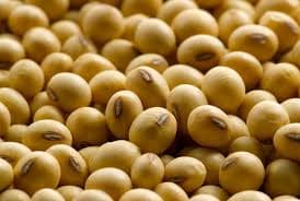 Brazilian Yellow Soybean with High Quality